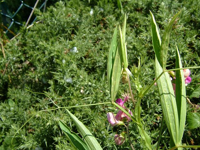  Image name: centauro4.jpg 
 width: 640 pixel 
 height: 480 pixel 
 Size: 87683 bytes 
 Click to enlarge 